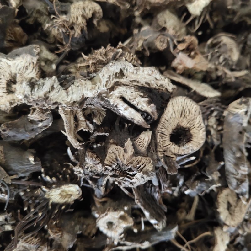 升麻东北货水洗新货无硫地道药材1000g起批