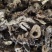 升麻东北货水洗新货无硫地道药材1000g起批