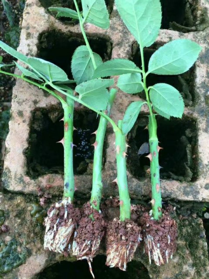 玫瑰花苗