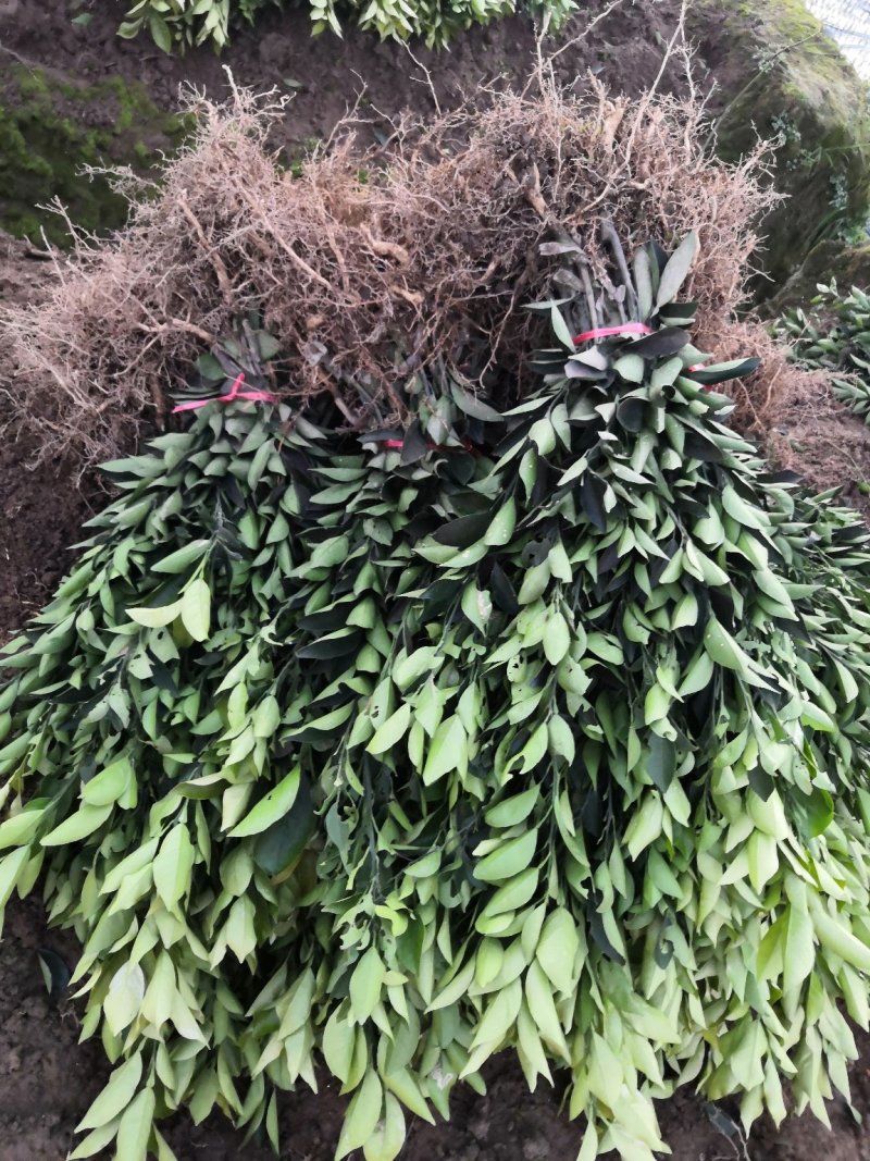 基地批发柑桔苗柑橘苗纽荷尔脐橙苗血橙苗爱媛苗沃柑苗