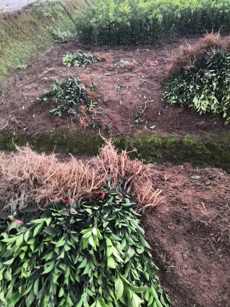 基地批发柑桔苗柑橘苗纽荷尔脐橙苗血橙苗爱媛苗沃柑苗