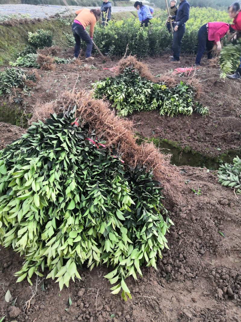 基地批发柑桔苗柑橘苗纽荷尔脐橙苗血橙苗爱媛苗沃柑苗