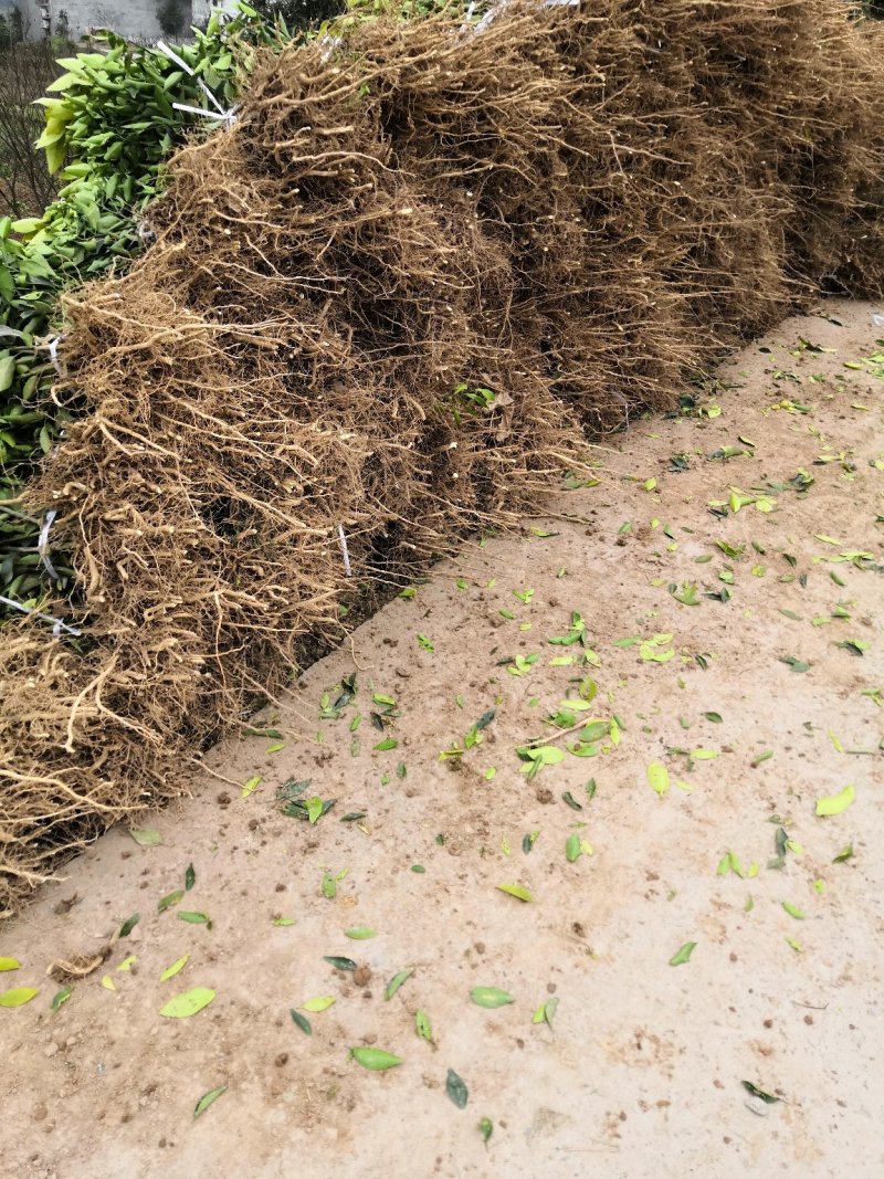 基地批发柑桔苗柑橘苗纽荷尔脐橙苗血橙苗爱媛苗沃柑苗