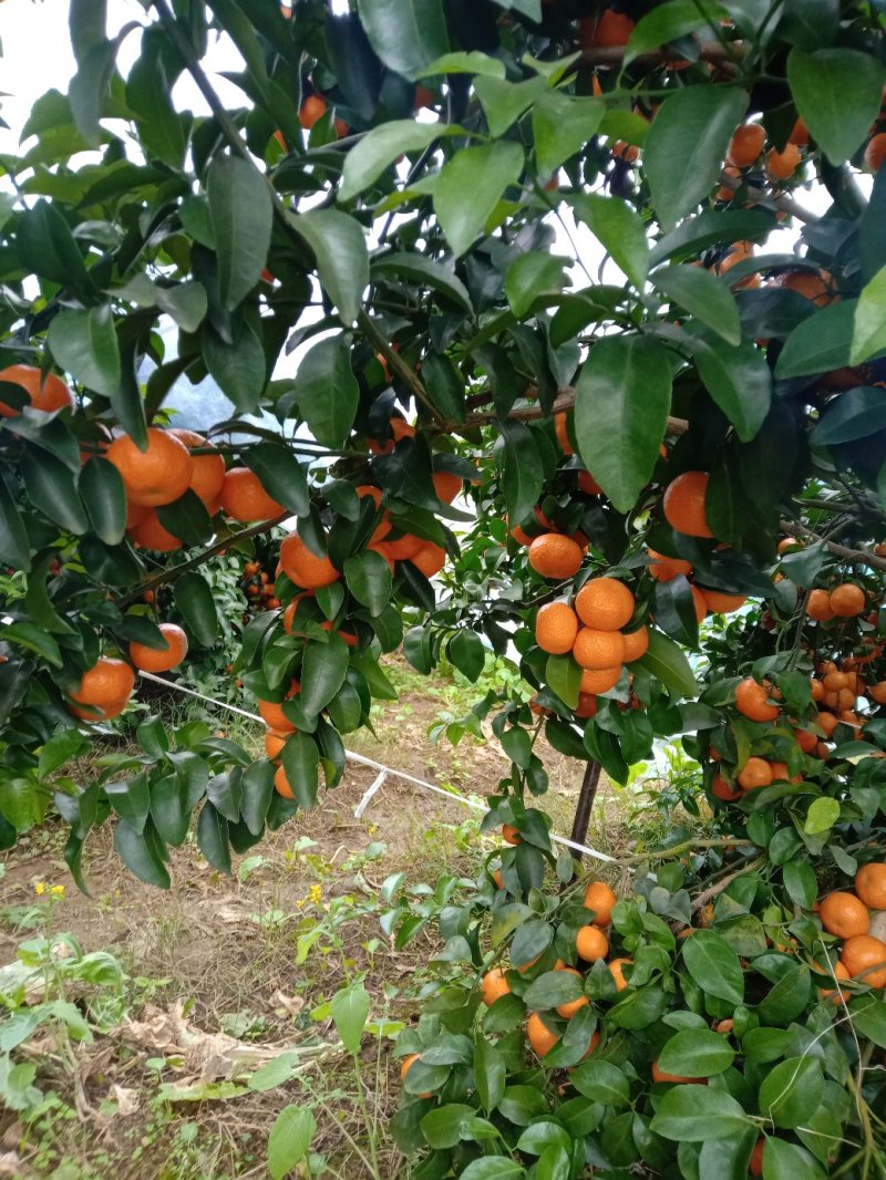 桂林优质砂糖橘，质量很好。代办绝对给力