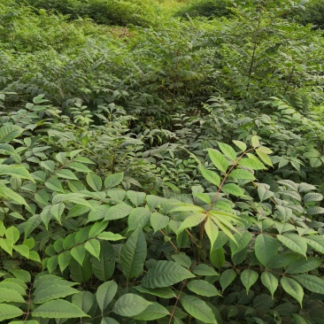 基地批发黄柏苗川黄柏厚皮黄柏苗量大从优