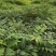 基地批发黄柏苗川黄柏厚皮黄柏苗量大从优