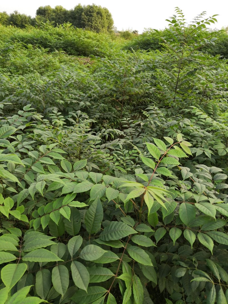 基地批发黄柏苗川黄柏厚皮黄柏苗量大从优