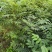 基地批发黄柏苗川黄柏厚皮黄柏苗量大从优