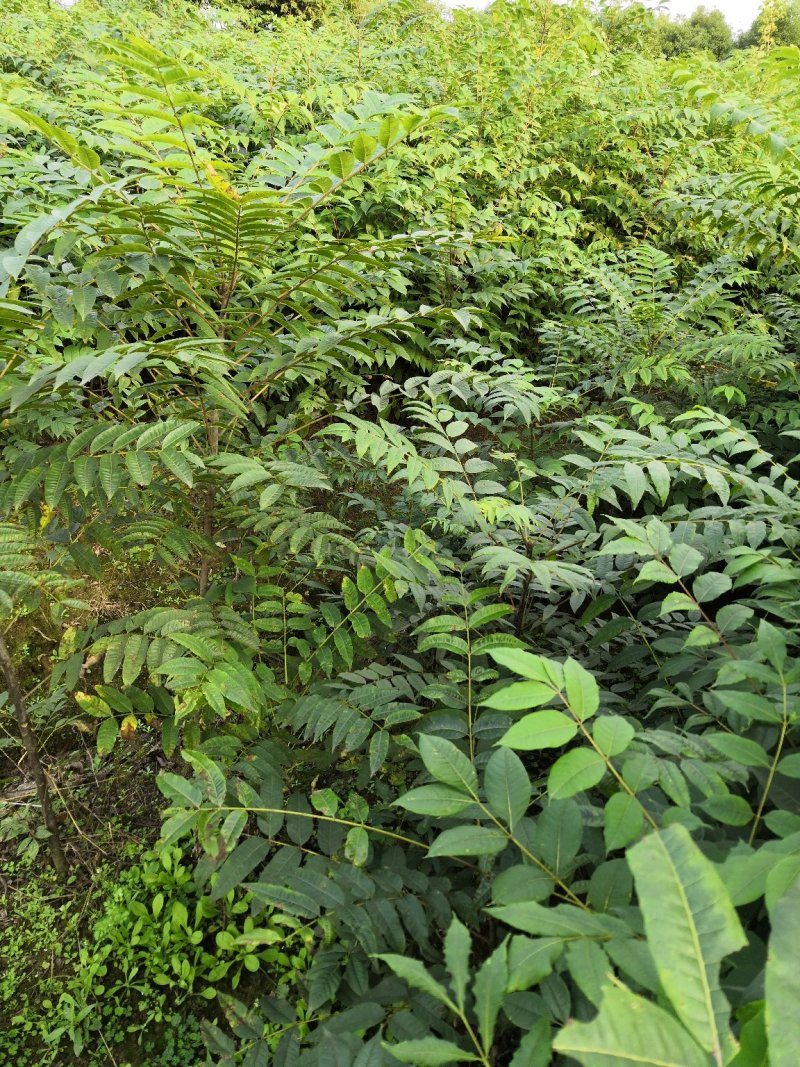 基地批发黄柏苗川黄柏厚皮黄柏苗量大从优