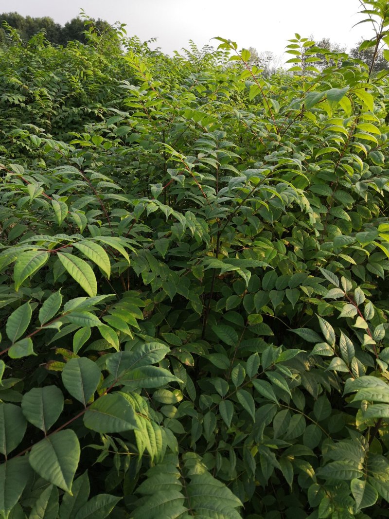 基地批发黄柏苗川黄柏厚皮黄柏苗量大从优
