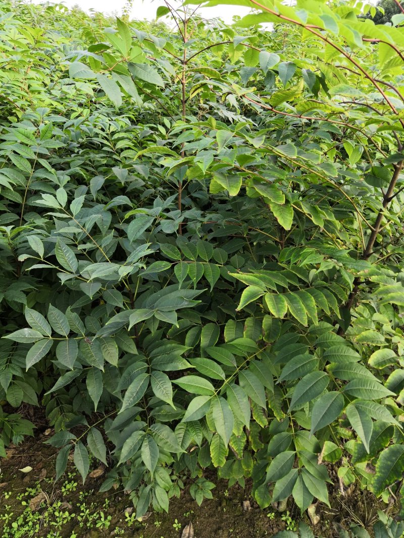 基地批发黄柏苗川黄柏厚皮黄柏苗量大从优