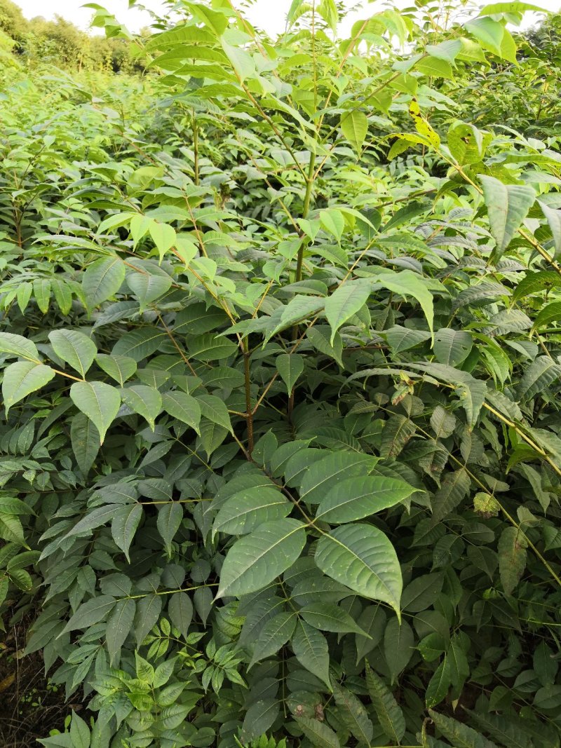 基地批发黄柏苗川黄柏厚皮黄柏苗量大从优