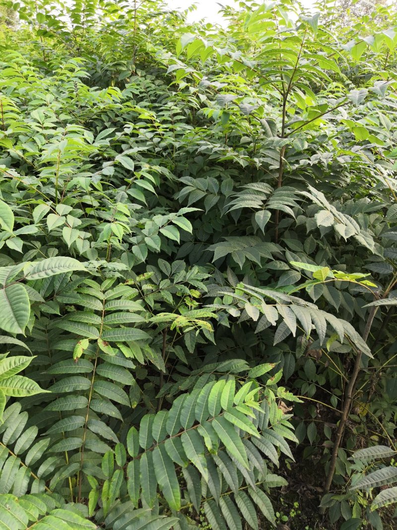 基地批发黄柏苗川黄柏厚皮黄柏苗量大从优