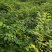 基地批发黄柏苗川黄柏厚皮黄柏苗量大从优
