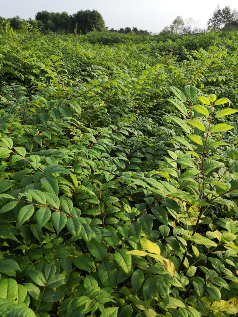基地批发黄柏苗川黄柏厚皮黄柏苗量大从优