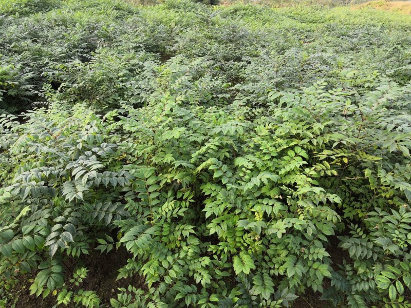 基地批发黄柏苗川黄柏厚皮黄柏苗量大从优