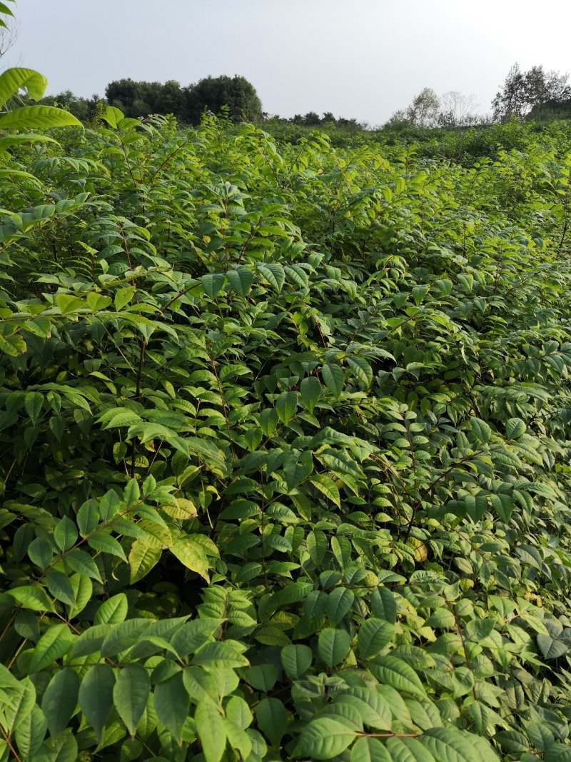 基地批发黄柏苗川黄柏厚皮黄柏苗量大从优