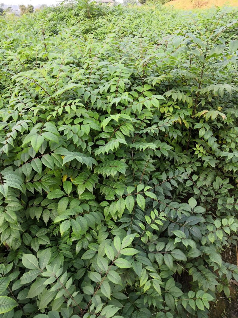 基地批发黄柏苗川黄柏厚皮黄柏苗量大从优