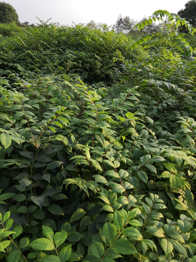 基地批发黄柏苗川黄柏厚皮黄柏苗量大从优