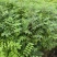 基地批发黄柏苗川黄柏厚皮黄柏苗量大从优