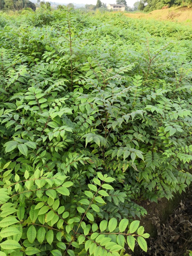 基地批发黄柏苗川黄柏厚皮黄柏苗量大从优