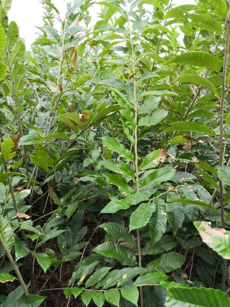 批发嫁接板栗苗良种大板栗罗田大板栗品种纯正量大从优
