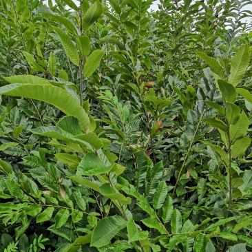 批发嫁接板栗苗良种大板栗罗田大板栗品种纯正量大从优