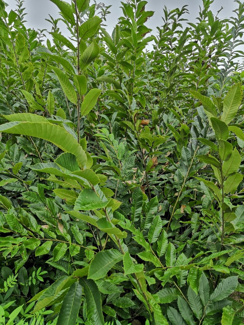 批发嫁接板栗苗良种大板栗罗田大板栗品种纯正量大从优