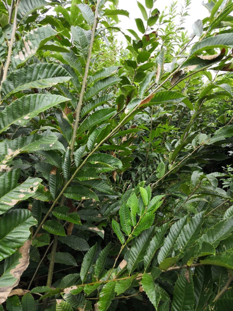 批发嫁接板栗苗良种大板栗罗田大板栗品种纯正量大从优