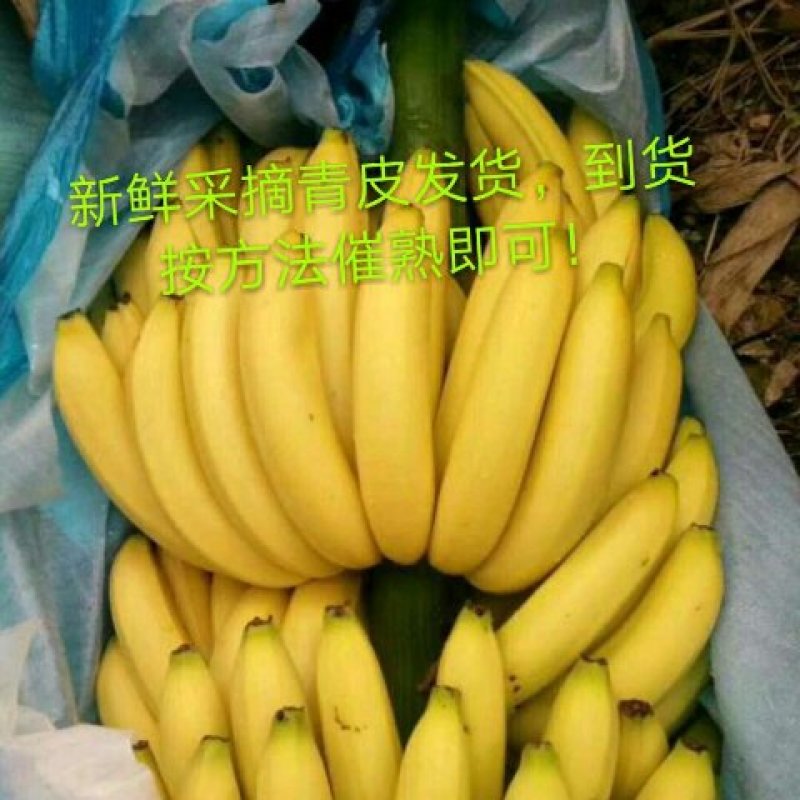 香蕉，，，，，，，，，，，，，，，，，，，，，
