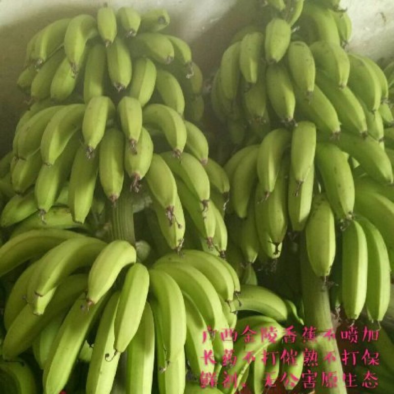 香蕉，，，，，，，，，，，，，，，，，，，，，