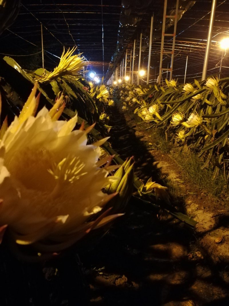 桂龙蜜龙红心自粉火龙果苗，含糖度24左右，单果一斤以上。