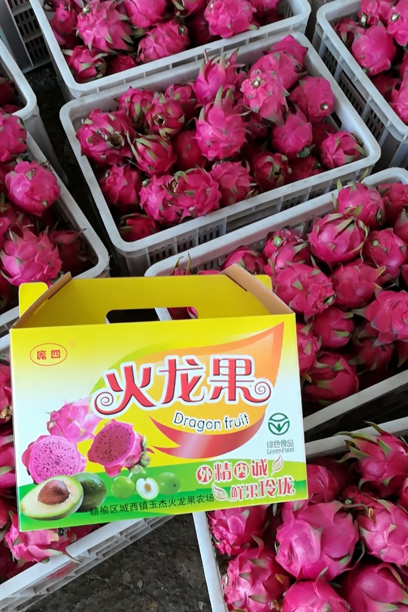桂龙蜜龙红心自粉火龙果苗，含糖度24左右，单果一斤以上。