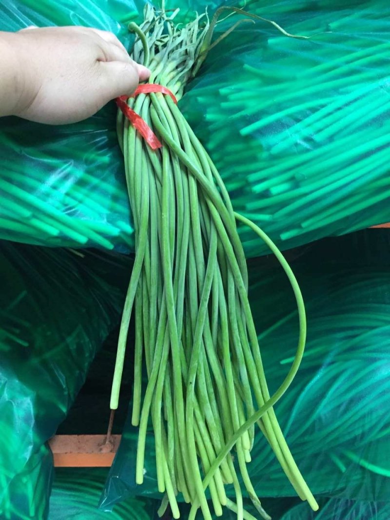 金乡蒜薹//产地直销价/专业储存冷代发各地市场