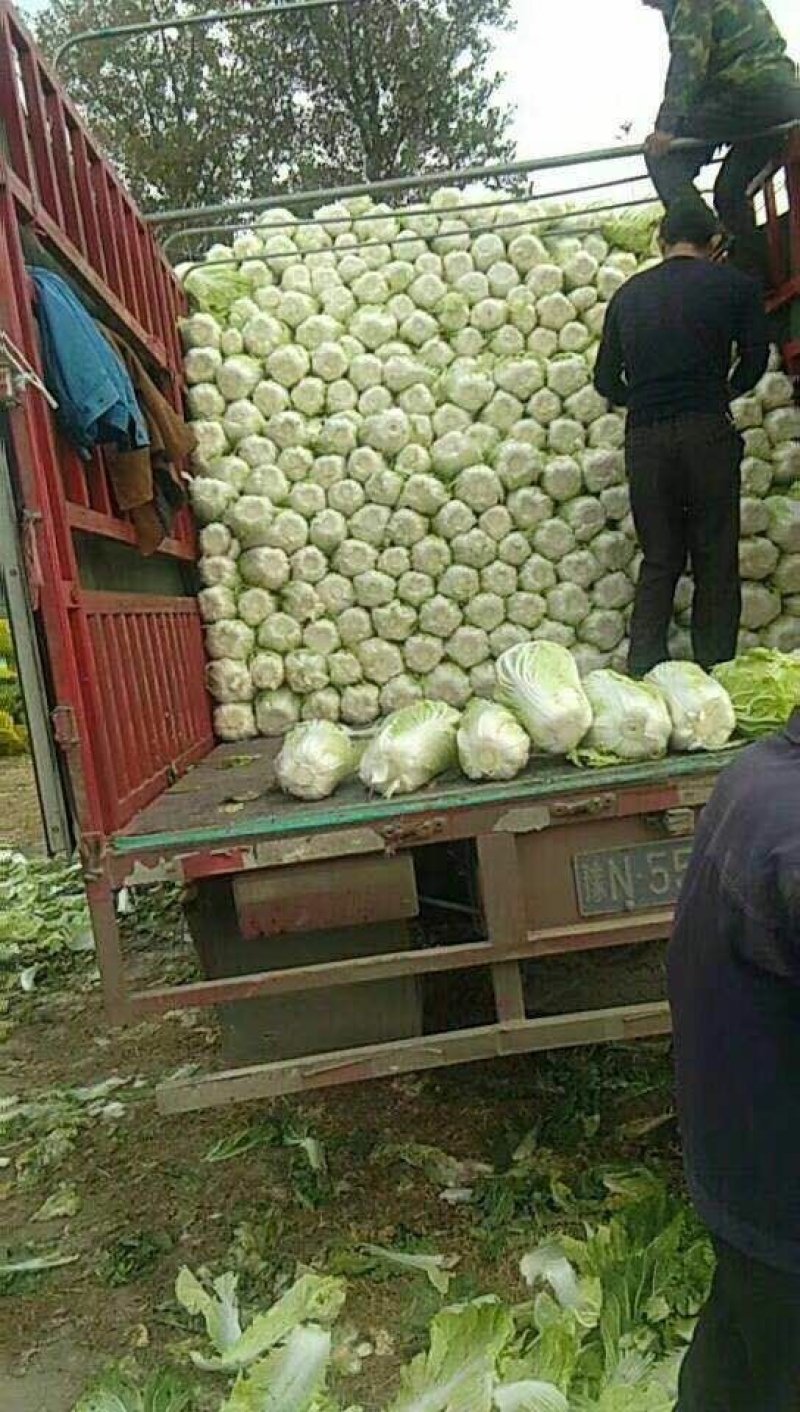 北京三号白菜玲珑黄3一6斤净菜并有专业团队为你服务
