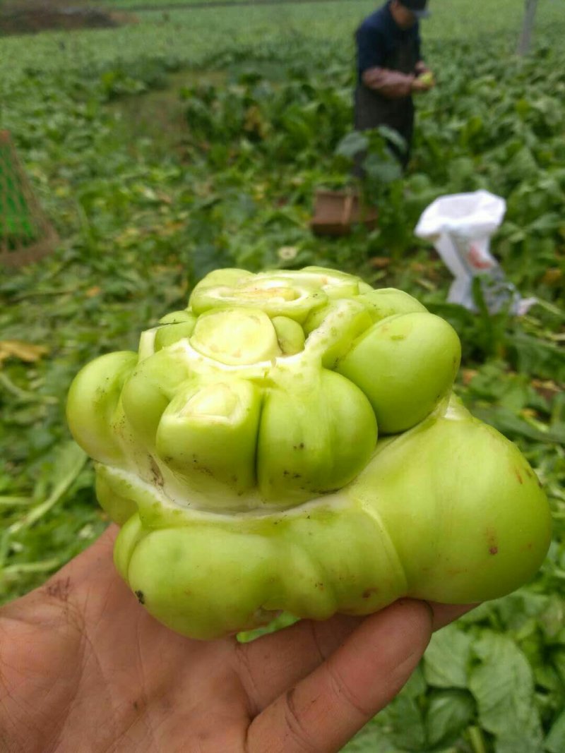 榨菜