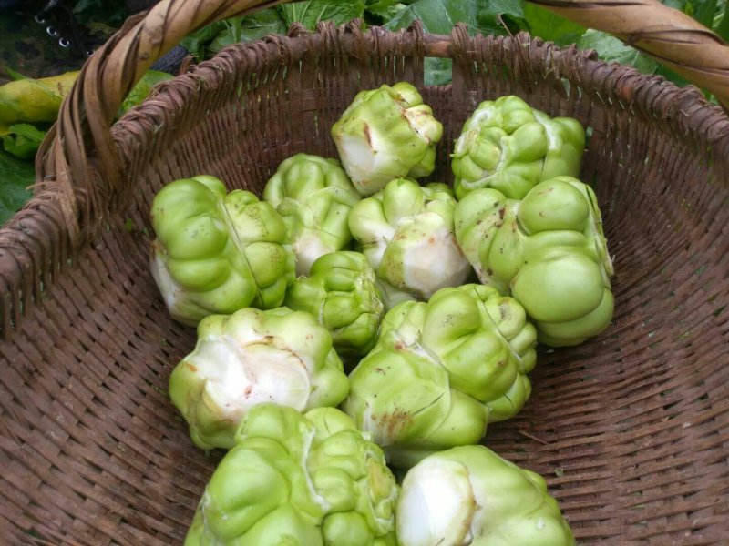 榨菜