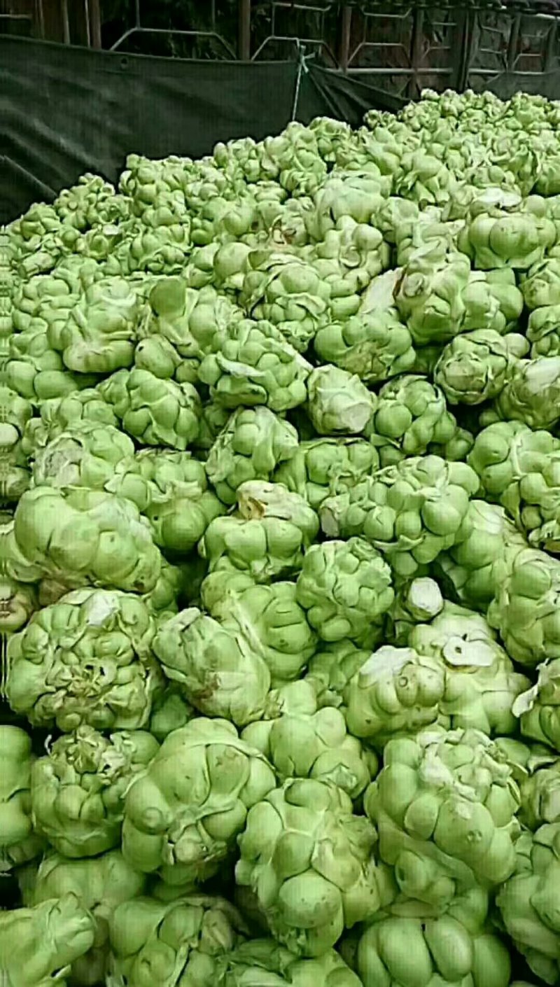 榨菜