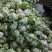 精品实花，散花菜，基地直供，保质保量，专业诚信代办！