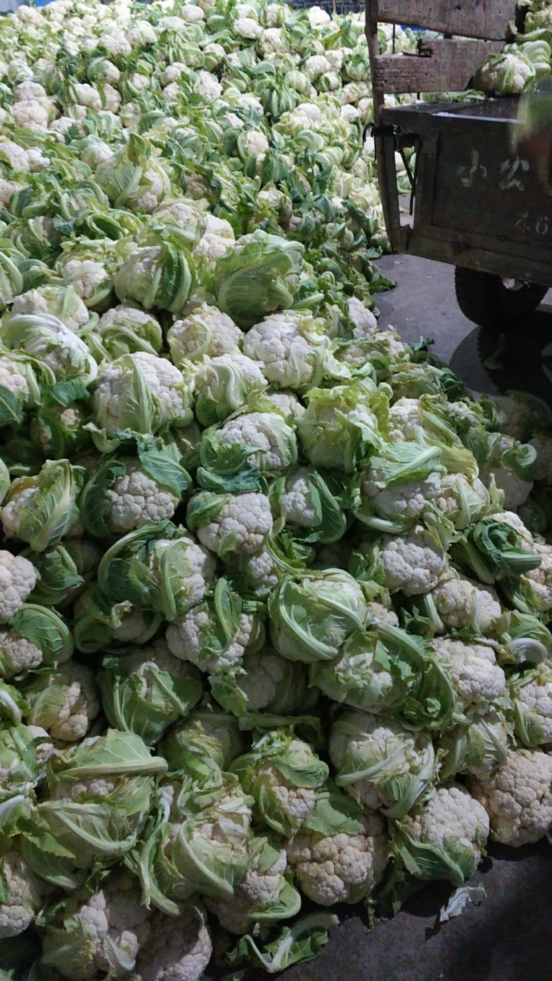 精品实花，散花菜，基地直供，保质保量，专业诚信代办！