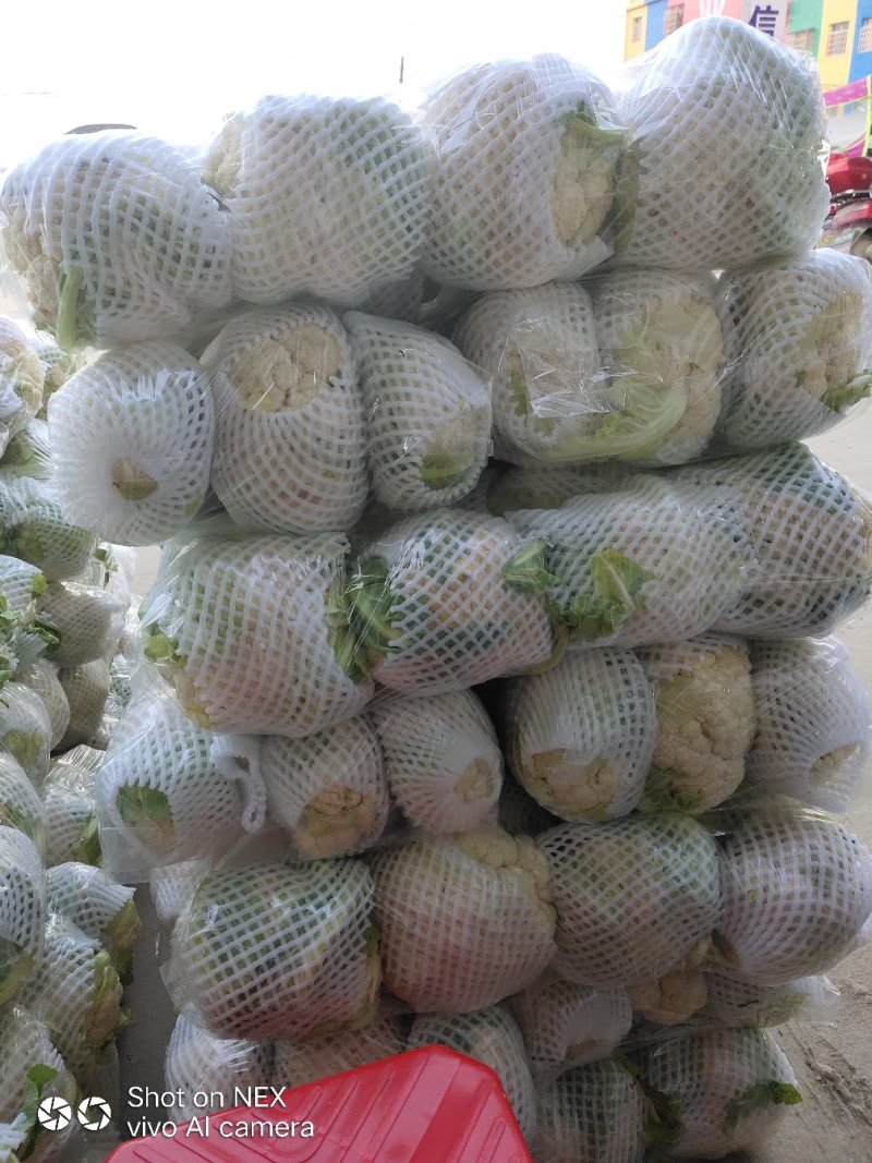 精品实花，散花菜，基地直供，保质保量，专业诚信代办！