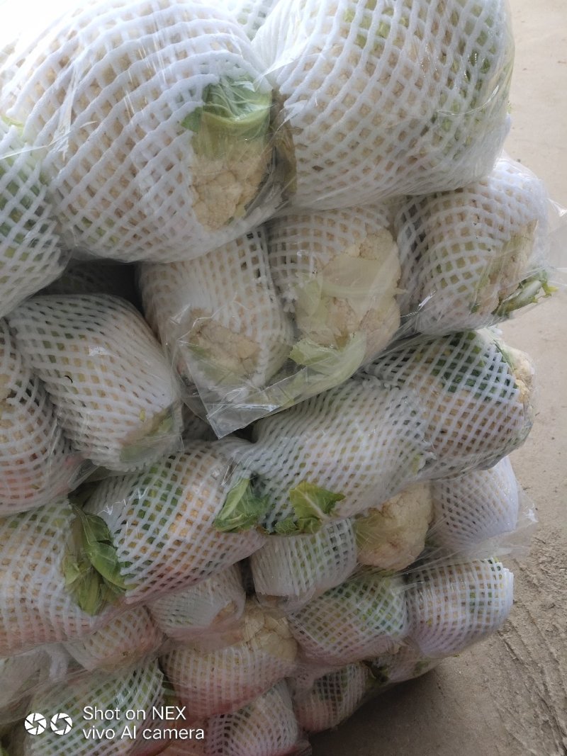 精品实花，散花菜，基地直供，保质保量，专业诚信代办！