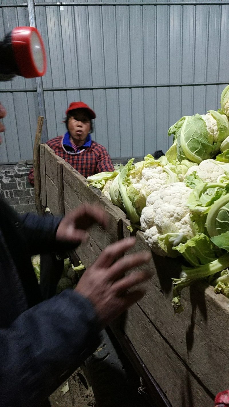 精品实花，散花菜，基地直供，保质保量，专业诚信代办！