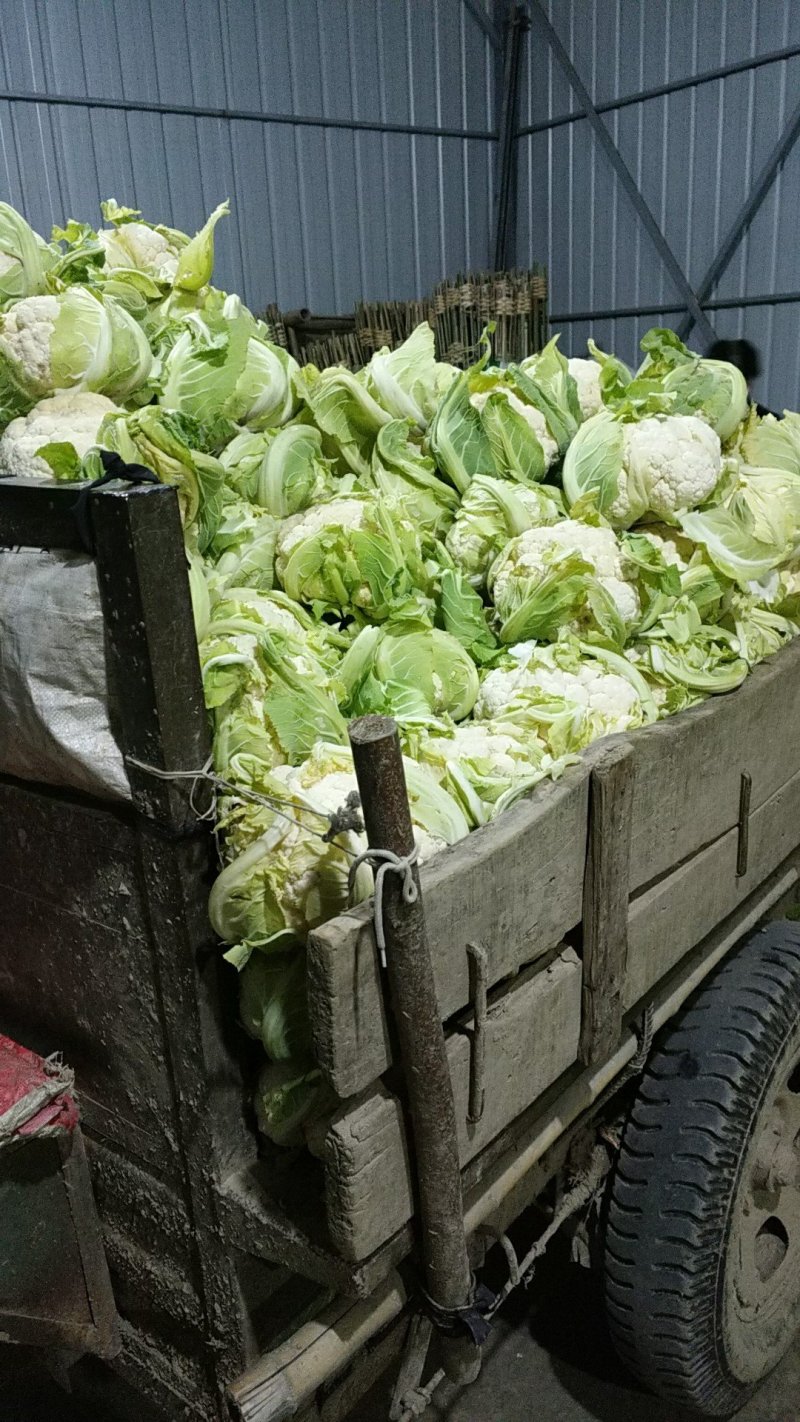 精品实花，散花菜，基地直供，保质保量，专业诚信代办！