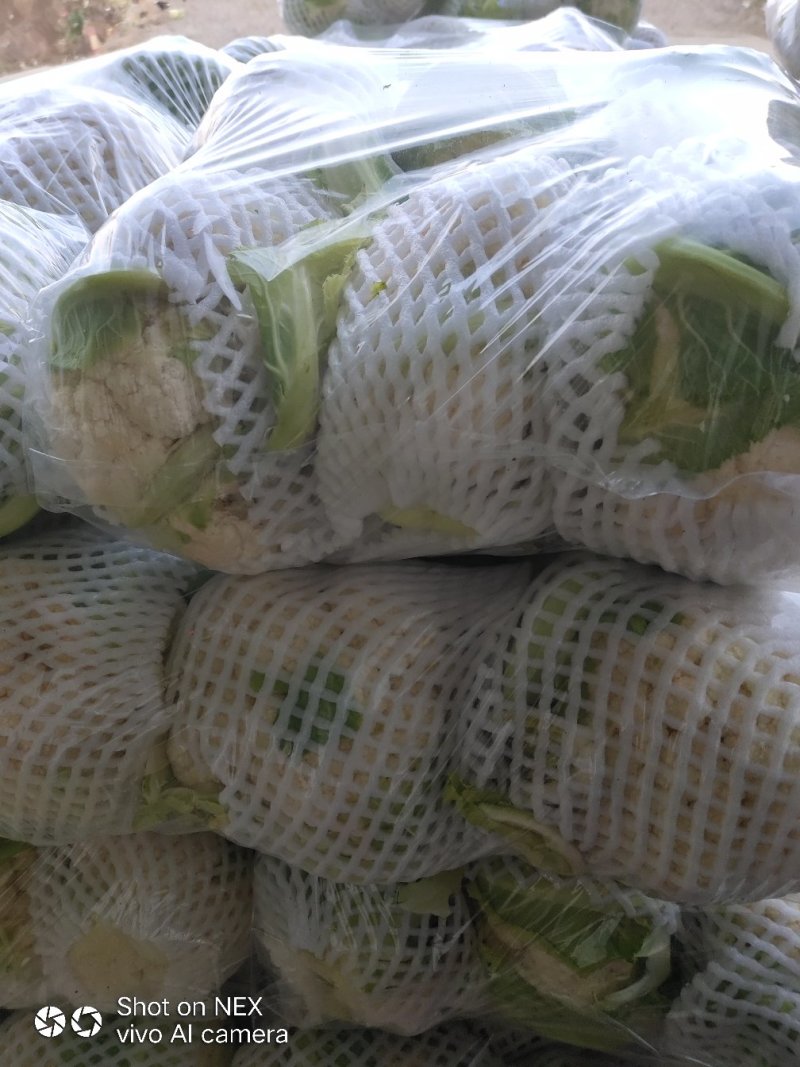 精品实花，散花菜，基地直供，保质保量，专业诚信代办！