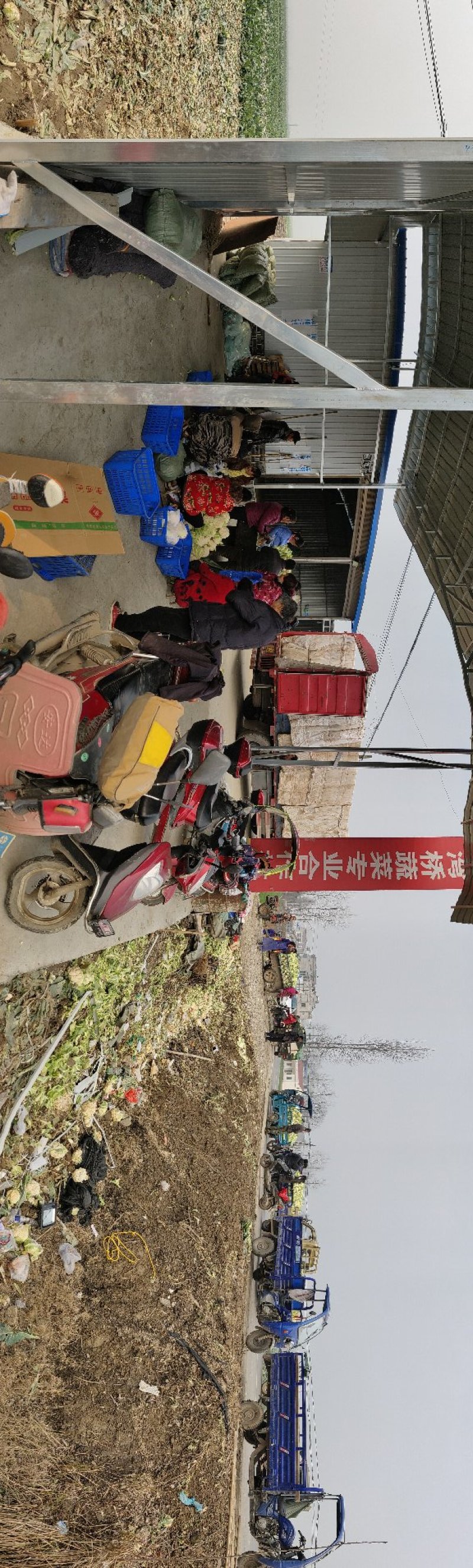 精品实花，散花菜，基地直供，保质保量，专业诚信代办！