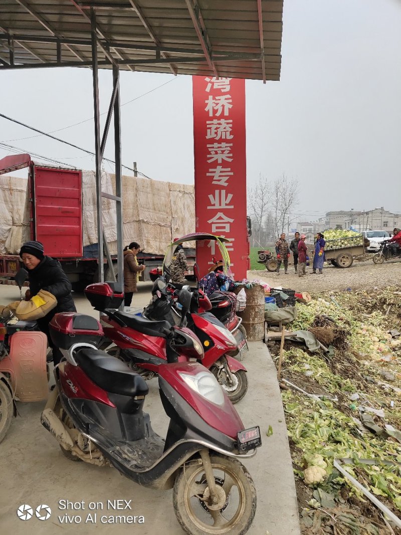 精品实花，散花菜，基地直供，保质保量，专业诚信代办！