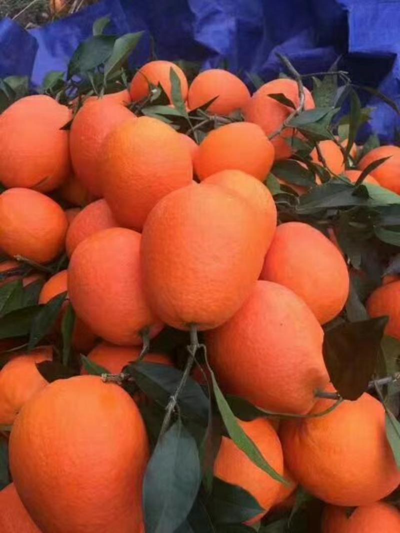 橙子长虹脐橙一手货源，个大色红口感甜，保质保量