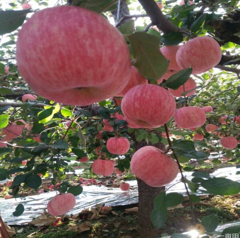山东烟台市红富士脱毒苹果树苗