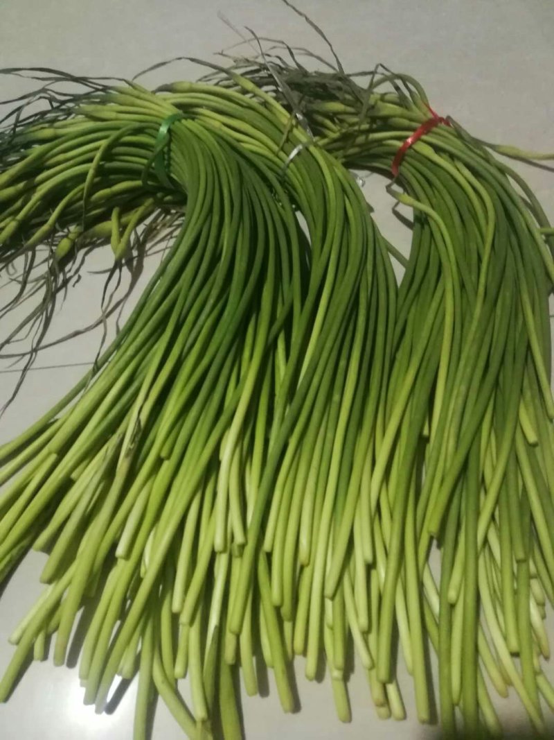 金乡红帽手拔蒜薹通货60~70cm